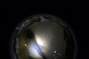 卷发达人探索路亚钓鱼的乐趣（卷发达人分享路亚钓鱼经验与技巧）