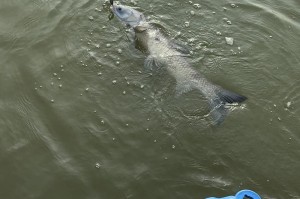 河流大怎么打路亚钓鱼好？（探索河流大钓鱼技巧，提升钓鱼成功率）