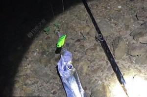 路亚翘嘴为何难以钓鱼？（探究路亚翘嘴钓鱼的困难及解决方法）