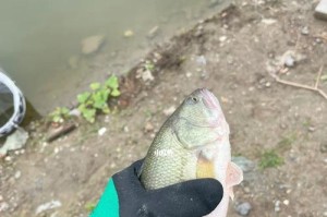 天河区路亚黑坑钓鱼场的魅力与体验（探索广州天河区路亚黑坑钓鱼场的奇妙世界）