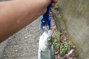 钓鱼新规路亚，玩出不一样的乐趣（探索钓鱼新规路亚的魅力，让你沉迷其中）