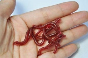 路亚假饵挂活蚯蚓钓鱼的技巧与经验（探秘路亚假饵与活蚯蚓的完美组合，助你钓到丰收）
