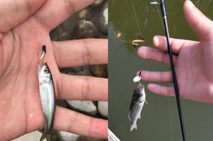 以路亚是钓小鱼还是钓鱼的最佳选择？（解析以路亚在不同钓鱼场景中的表现与应用）