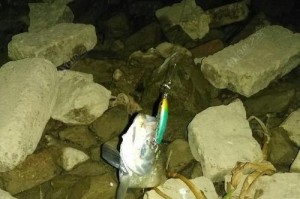 路亚晚上钓鱼是否需要助投器？（让我们一起探讨在夜晚钓鱼时是否需要使用助投器。）