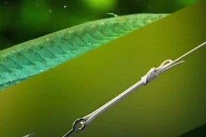 出海钓鱼路亚竿的正确钩绑方法（打造专业级路亚钓鱼装备，提升出海钓鱼技巧）
