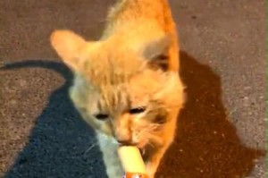 用路亚钓鱼喂猫，这样可行吗？（探讨通过路亚钓鱼给猫提供食物的可行性和注意事项）