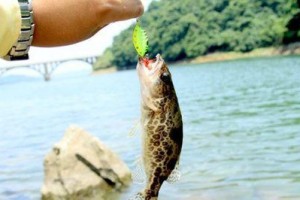 南方路亚钓鱼的最佳时机（探寻南方路亚钓鱼的黄金时间，让你的垂钓更加成功）