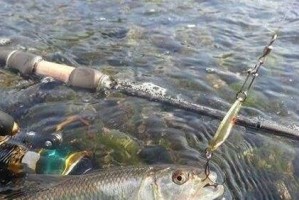 长江钓鱼之路亚技巧（探索长江钓鱼新玩法，路亚的魅力与应用）