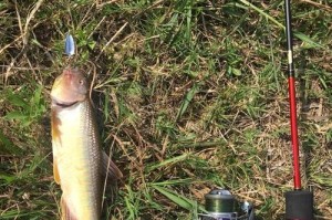 探秘路亚钓鱼的最佳饵料选择（以打路亚技巧钓鱼，这些饵料最管用！）