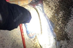 以桥筏能否打路亚钓鱼？（考察桥筏在路亚钓鱼中的适用性）