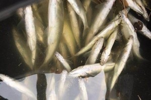 凌晨两三点路亚钓鱼的技巧与经验（尽在这篇全面指南，让你在凌晨两三点钓鱼事半功倍）