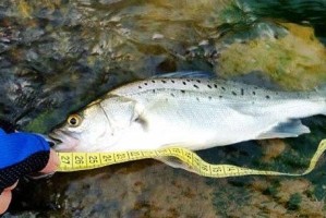小河里路亚钓鱼的最佳饵料选择（探索小河里的鱼儿口味，发现最佳路亚钓鱼饵料）