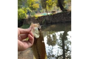 冬天路亚钓鱼小溪的宝藏（冬天小溪路亚钓鱼技巧与心得分享）