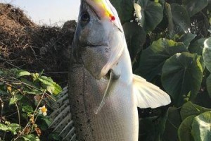 钓鱼小技巧（钓鱼达人教你如何使用路亚饵物成功捕捉超大号鲈鱼）