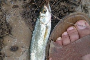 白马湖路亚钓鱼的最佳地点（探索白马湖路亚钓鱼的热门钓点和技巧）