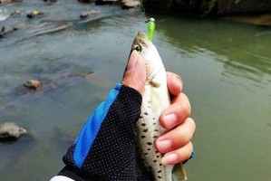 兖州四河钓鱼路亚饵的选择（探索最适合兖州四河钓鱼的路亚饵料）
