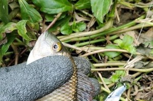 以路亚拟真泥鳅钓鱼是否犯法？（探讨以路亚拟真泥鳅钓鱼是否违反渔法规定）