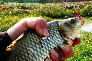 探究以路亚钓鱼是否能掉鱼漂（路亚钓法的优势与漂钓的关联性）