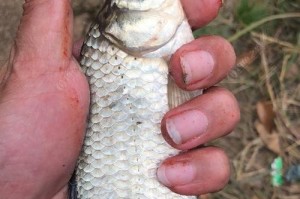 河沟钓鱼的绝佳选择（探索河沟中的丰富生态，体验路亚钓法的乐趣）