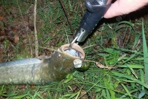 使用路亚技巧炸水钓鱼的最佳饵料选择（钓鱼爱好者必备的关键）