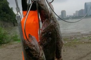 鳜鱼路亚钓鱼竿的优势与选择技巧（了解鳜鱼路亚钓鱼竿的特点，轻松选择适合自己的利器）