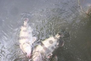 路亚桂鱼钓鱼的最佳时机（探索桂鱼活跃的时间和地点）