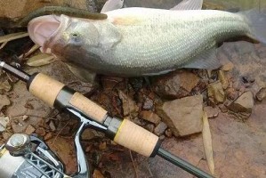 以青山湖钓鱼路亚用什么饵？（探索钓鱼路亚技巧，让你的钓鱼之旅更加精彩！）