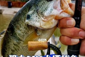 探索路亚钓鱼的技巧和乐趣（以找标点为主题的路亚钓鱼技巧分享）