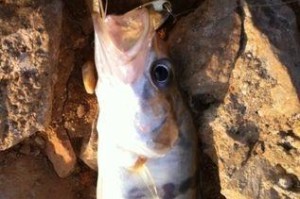探索路亚钓鱼的最佳资源（路亚钓鱼的一站式指南，助您成为专业钓手）