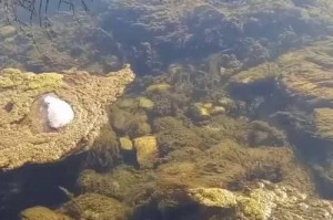 路亚钓鱼的水质要求及影响因素分析（水质对路亚钓鱼的重要性及相关因素探讨）
