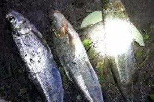 夜钓流水急，技巧大揭秘（掌握这一关键，钓到满篓鱼）