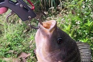 路亚钓鱼大鱼的最佳线组选择（全面了解路亚钓鱼大鱼所需的线组搭配技巧）