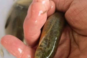 以路亚竿用活泥鳅钓鱼的技巧与经验分享（钓鱼爱好者必看！让你的钓鱼技术再上一层楼）