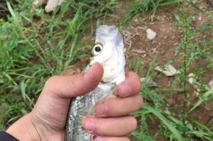 探究路亚钓鱼快速捕捞的原因（解密路亚钓鱼的高效性和迅速见效的关键因素）