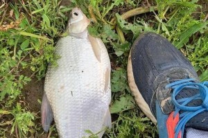 探讨路亚钓鱼是否必须沉底（路亚钓鱼的技巧和策略选择是否仅限于沉底？）
