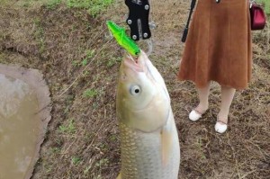 以野钓鱼上浮了路亚的钓法技巧（让你轻松掌握最有效的路亚钓鱼技巧）