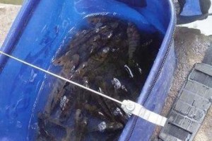 路亚钓鱼季节选择指南（以路亚竿为主的钓鱼技巧及最佳月份）