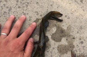 现在适合钓鱼的路亚鱼种详解（探索不同季节适宜的鱼种，提高钓鱼乐趣）