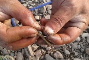 泥鳅钓鱼之路亚技巧与心得（深入探究为什么选择泥鳅作为路亚钓鱼的饵料）
