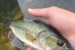 涡河路亚钓鱼之最新消息（探索涡河路亚钓鱼技巧，提升钓鱼成功率）
