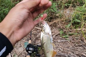 东北几月份能打路亚钓鱼的最佳时机（揭秘东北几个钓鱼黄金月份，为你的路亚钓鱼之旅指点迷津）