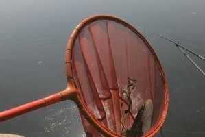以鲶鱼能否打路亚竿钓鱼？（解析以鲶鱼的特点与适用性，探讨其在路亚钓法中的潜力）