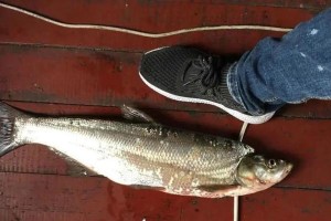 冬季路亚钓鱼的最佳选择（选择合适的路亚饵料，享受冬日丰收）