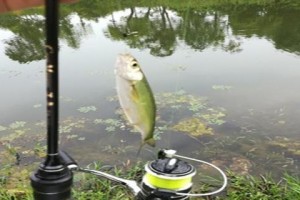 以路亚钓鱼的最佳水源选择（探讨影响路亚钓鱼效果的不同水质因素）