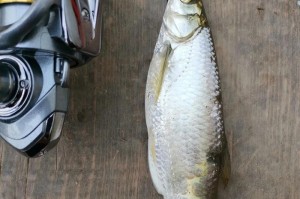 微物路亚，小水沟的鱼悦乐（微物路亚技巧与小水沟钓鱼经验分享）