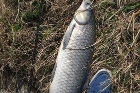 探秘路亚钓鱼在野河的奇妙体验（野河水浑没口下，路亚钓鱼技巧大揭秘）
