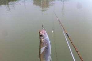 白条钓鱼之最佳路亚选择（探讨以白条为主要鱼饵的钓鱼效果及技巧）