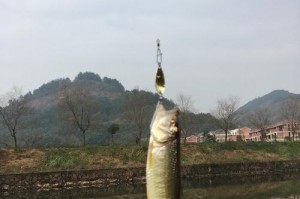 水库路亚钓鱼之技巧与挑战（探索水库中的路亚钓鱼乐趣，感受不同的挑战）