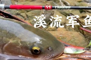 路亚钓鱼技巧之鱼饲料的运用（让你的路亚钓鱼更加高效）