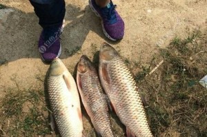 钓鱼达人分享路亚排污口最佳地点（寻找路亚钓点）
